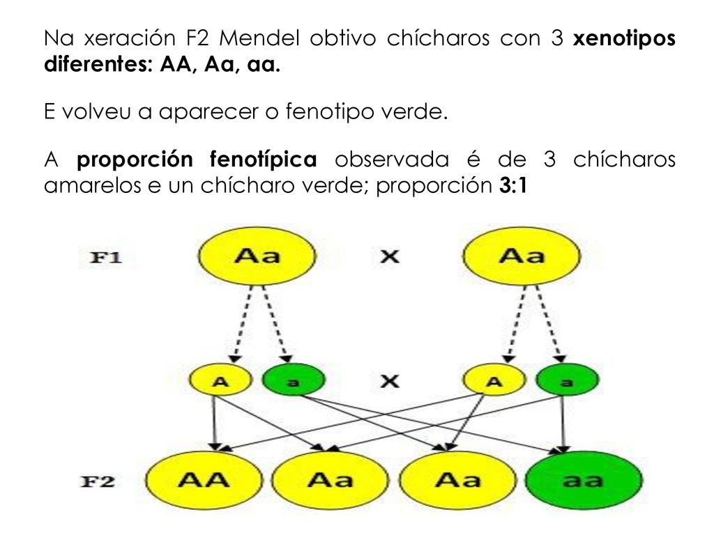 Na xeración F2 Mendel obtivo chícharos con 3 xenotipos diferentes: AA, Aa, aa.