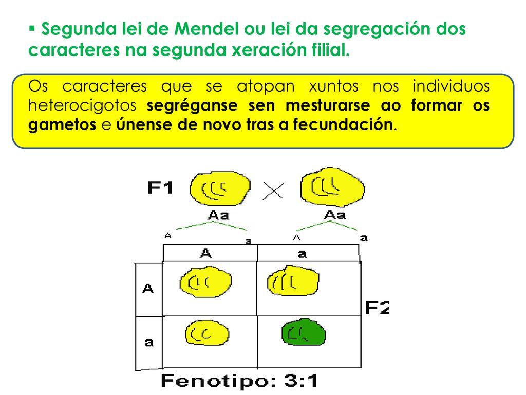 Segunda lei de Mendel ou lei da segregación dos caracteres na segunda xeración filial.