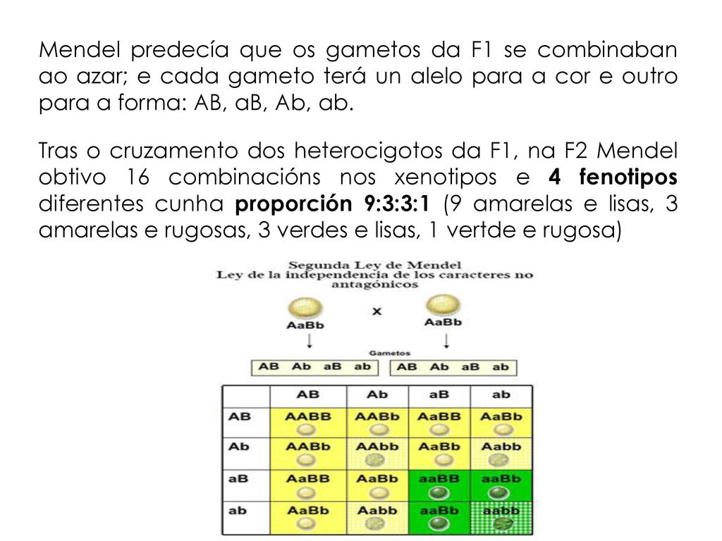Mendel predecía que os gametos da F1 se combinaban ao azar; e cada gameto terá un alelo para a cor e outro para a forma: AB, aB, Ab, ab.