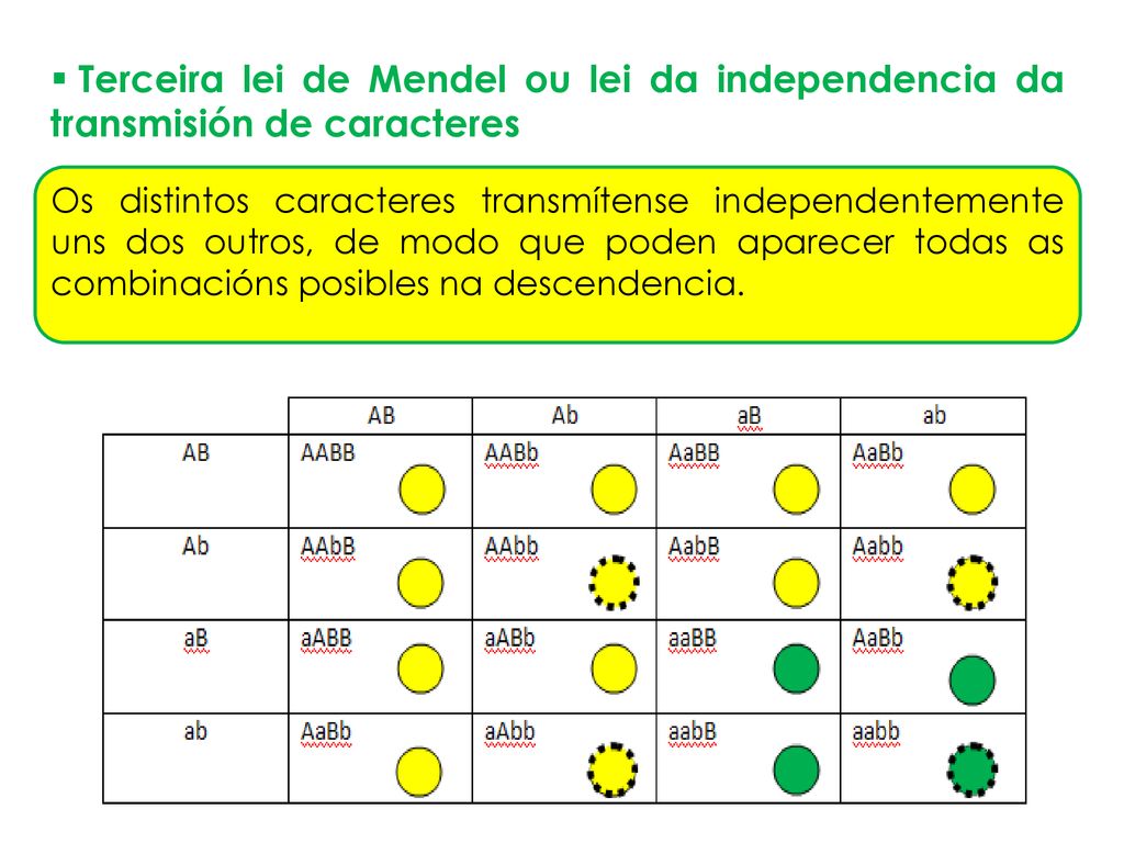 Terceira lei de Mendel ou lei da independencia da transmisión de caracteres