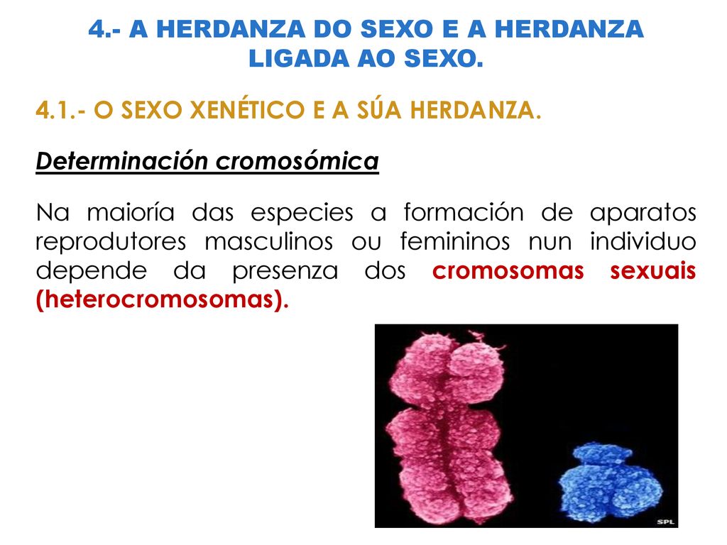 4.- A HERDANZA DO SEXO E A HERDANZA LIGADA AO SEXO.