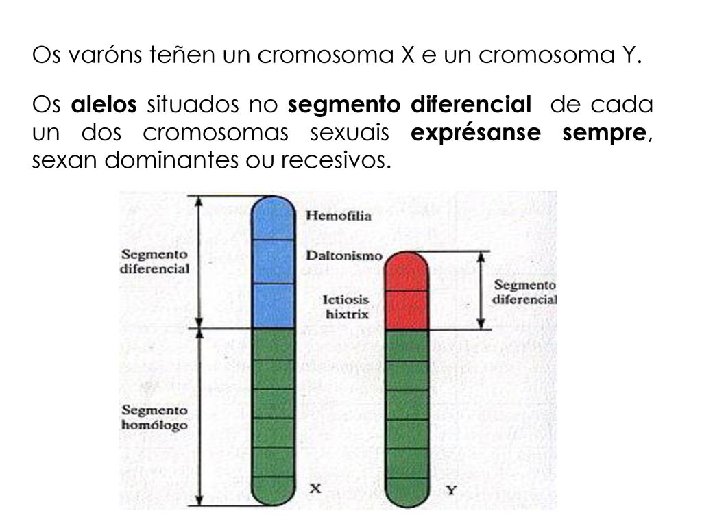 Os varóns teñen un cromosoma X e un cromosoma Y.