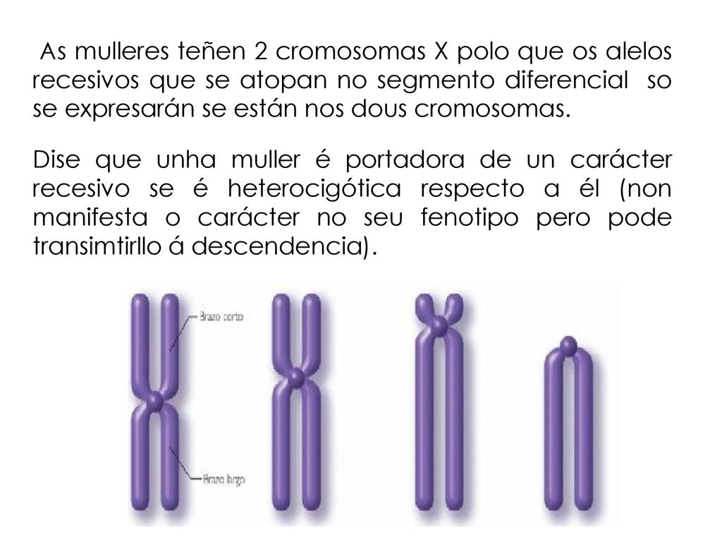 As mulleres teñen 2 cromosomas X polo que os alelos recesivos que se atopan no segmento diferencial so se expresarán se están nos dous cromosomas.