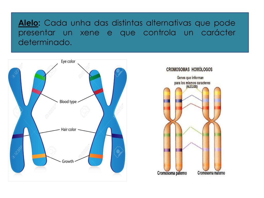 Alelo: Cada unha das distintas alternativas que pode presentar un xene e que controla un carácter determinado.
