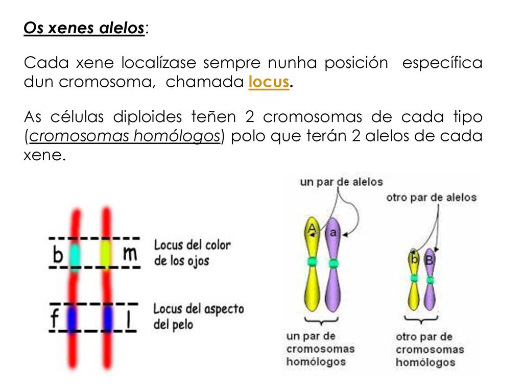 Os xenes alelos: Cada xene localízase sempre nunha posición específica dun cromosoma, chamada locus.