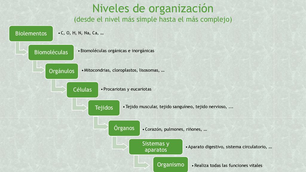Niveles de organización (desde el nivel más simple hasta el más complejo)