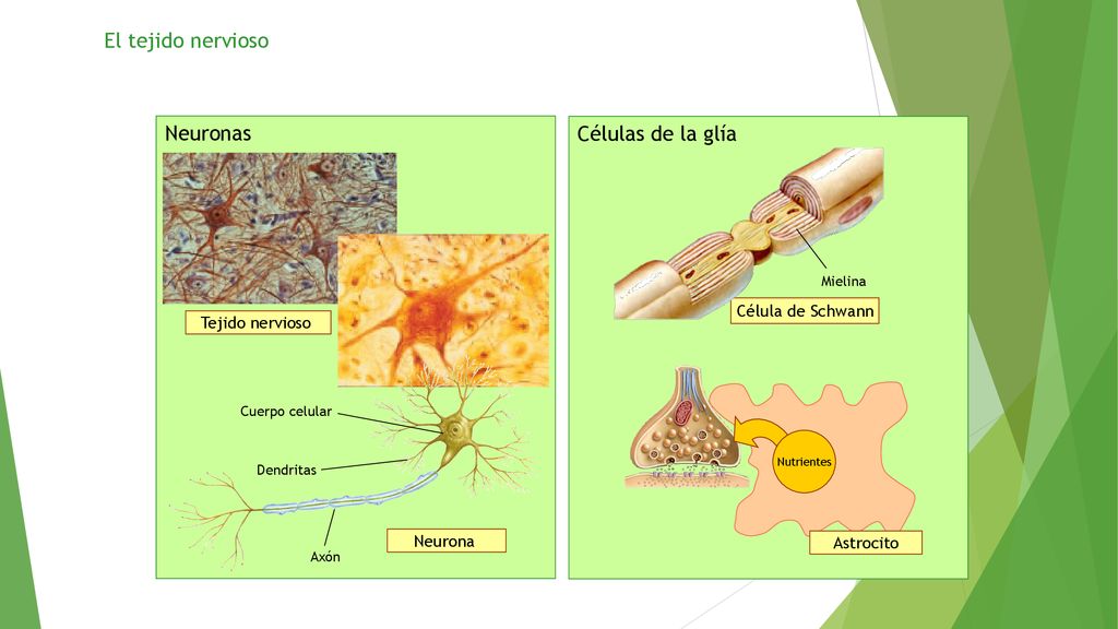 El tejido nervioso Neuronas Células de la glía Célula de Schwann