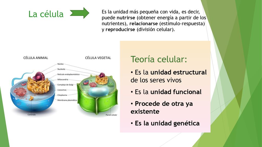 La célula Teoría celular: Es la unidad estructural de los seres vivos
