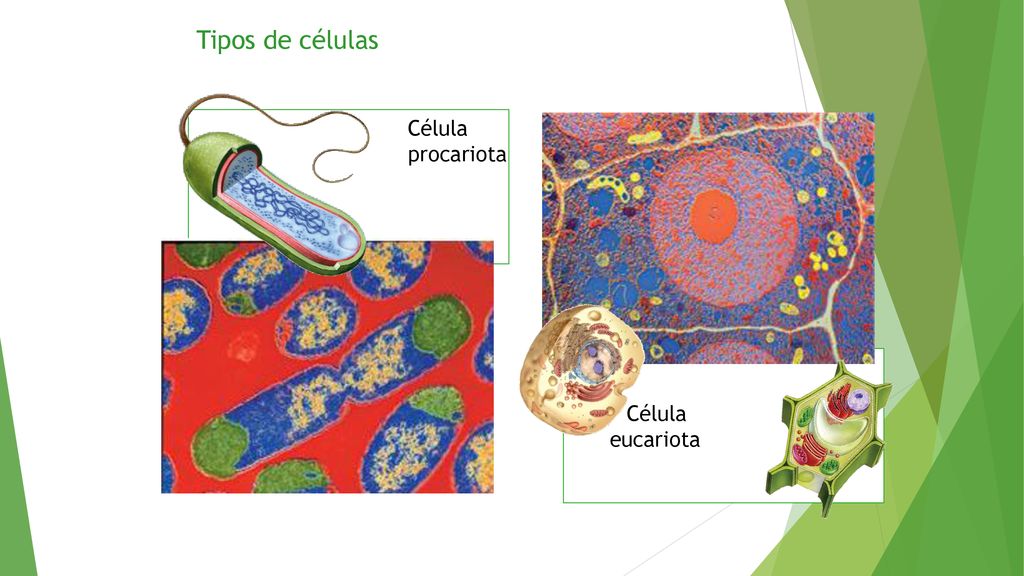 Tipos de células Célula procariota Célula eucariota