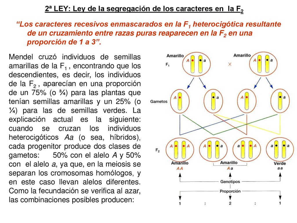 2ª LEY: Ley de la segregación de los caracteres en la F2