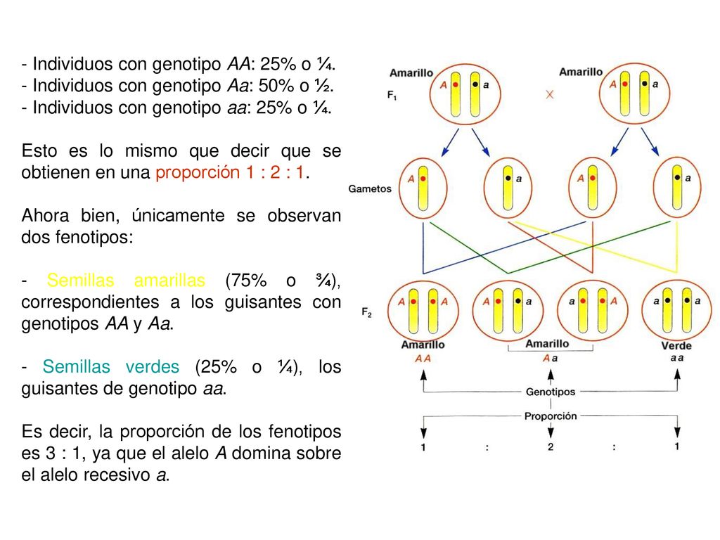 - Individuos con genotipo AA: 25% o ¼.
