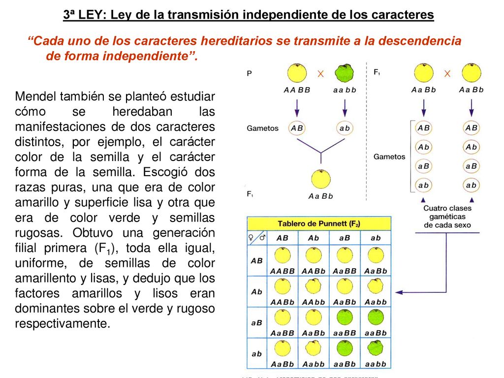 3ª LEY: Ley de la transmisión independiente de los caracteres