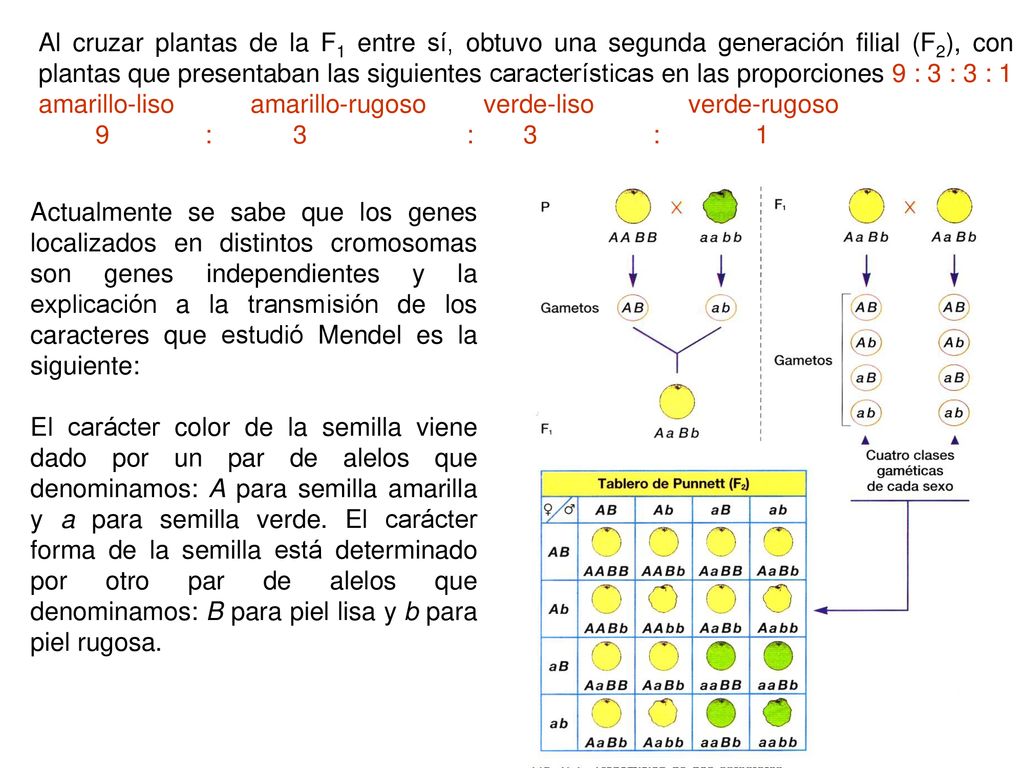 Al cruzar plantas de la F1 entre sí, obtuvo una segunda generación filial (F2), con plantas que presentaban las siguientes características en las proporciones 9 : 3 : 3 : 1