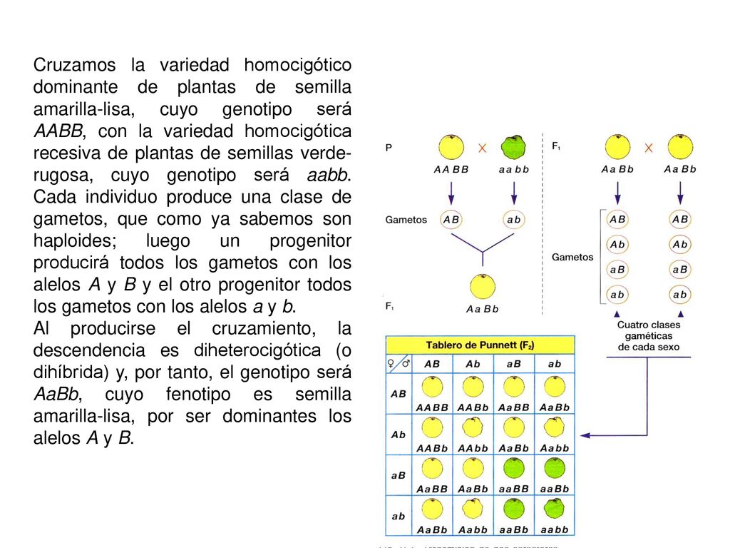 Cruzamos la variedad homocigótico dominante de plantas de semilla amarilla-lisa, cuyo genotipo será AABB, con la variedad homocigótica recesiva de plantas de semillas verde-rugosa, cuyo genotipo será aabb. Cada individuo produce una clase de gametos, que como ya sabemos son haploides; luego un progenitor producirá todos los gametos con los alelos A y B y el otro progenitor todos los gametos con los alelos a y b.