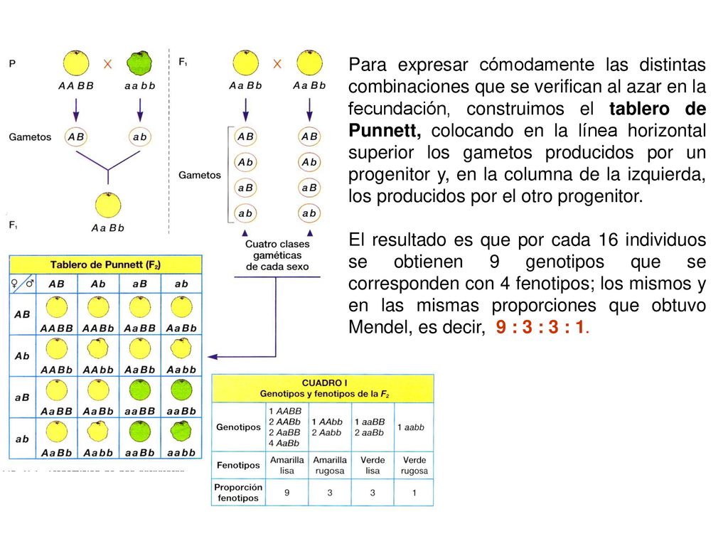Para expresar cómodamente las distintas combinaciones que se verifican al azar en la fecundación, construimos el tablero de Punnett, colocando en la línea horizontal superior los gametos producidos por un progenitor y, en la columna de la izquierda, los producidos por el otro progenitor.