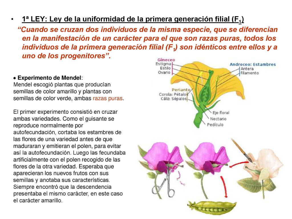 1ª LEY: Ley de la uniformidad de la primera generación filial (F1)