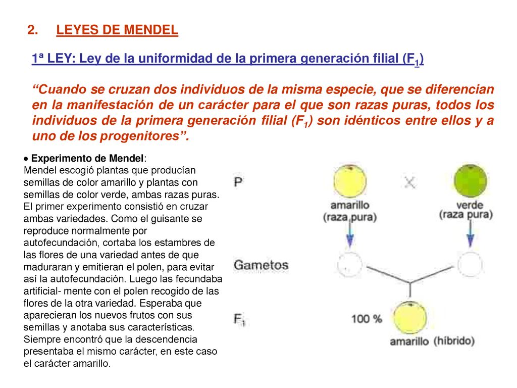 1ª LEY: Ley de la uniformidad de la primera generación filial (F1)