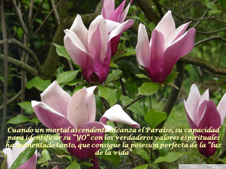 Cuando un mortal ascendente alcanza el Paraíso, su capacidad para identificar su YO con los verdaderos valores espirituales ha aumentado tanto, que consigue la posesión perfecta de la luz de la vida