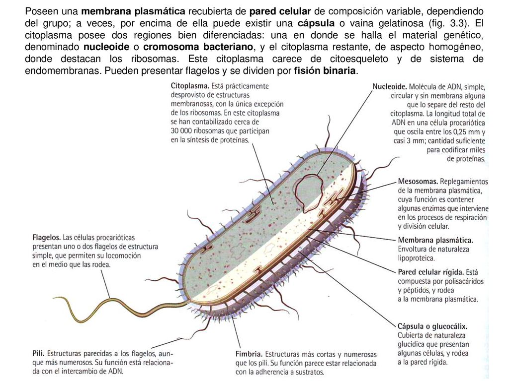 Poseen una membrana plasmática recubierta de pared celular de composición variable, dependiendo del grupo; a veces, por encima de ella puede existir una cápsula o vaina gelatinosa (fig.