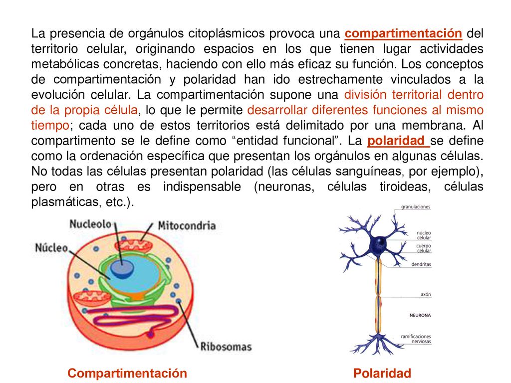 La presencia de orgánulos citoplásmicos provoca una compartimentación del territorio celular, originando espacios en los que tienen lugar actividades metabólicas concretas, haciendo con ello más eficaz su función. Los conceptos de compartimentación y polaridad han ido estrechamente vinculados a la evolución celular. La compartimentación supone una división territorial dentro de la propia célula, lo que le permite desarrollar diferentes funciones al mismo tiempo; cada uno de estos territorios está delimitado por una membrana. Al compartimento se le define como entidad funcional . La polaridad se define como la ordenación específica que presentan los orgánulos en algunas células. No todas las células presentan polaridad (las células sanguíneas, por ejemplo), pero en otras es indispensable (neuronas, células tiroideas, células plasmáticas, etc.).