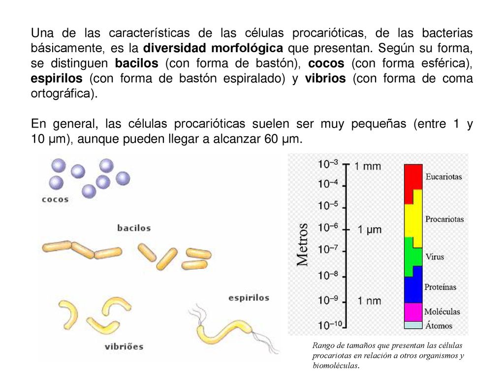 Una de las características de las células procarióticas, de las bacterias básicamente, es la diversidad morfológica que presentan. Según su forma, se distinguen bacilos (con forma de bastón), cocos (con forma esférica), espirilos (con forma de bastón espiralado) y vibrios (con forma de coma ortográfica).