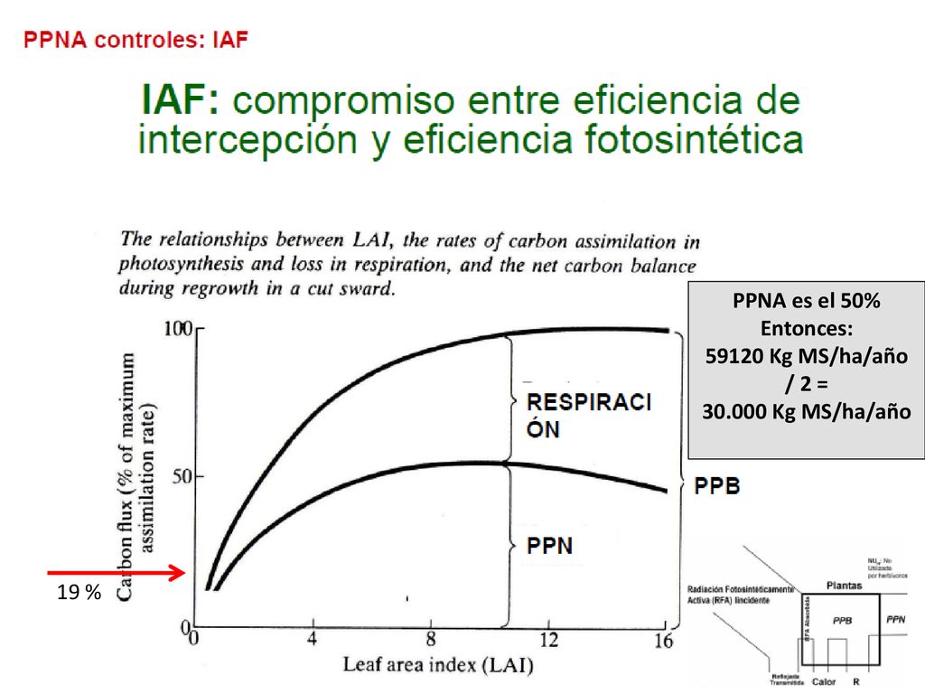 PPNA es el 50% Entonces: Kg MS/ha/año / 2 = Kg MS/ha/año 19 %