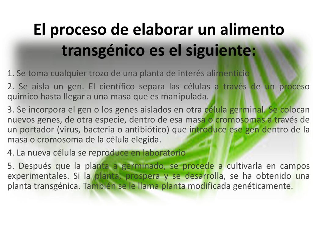 El proceso de elaborar un alimento transgénico es el siguiente: