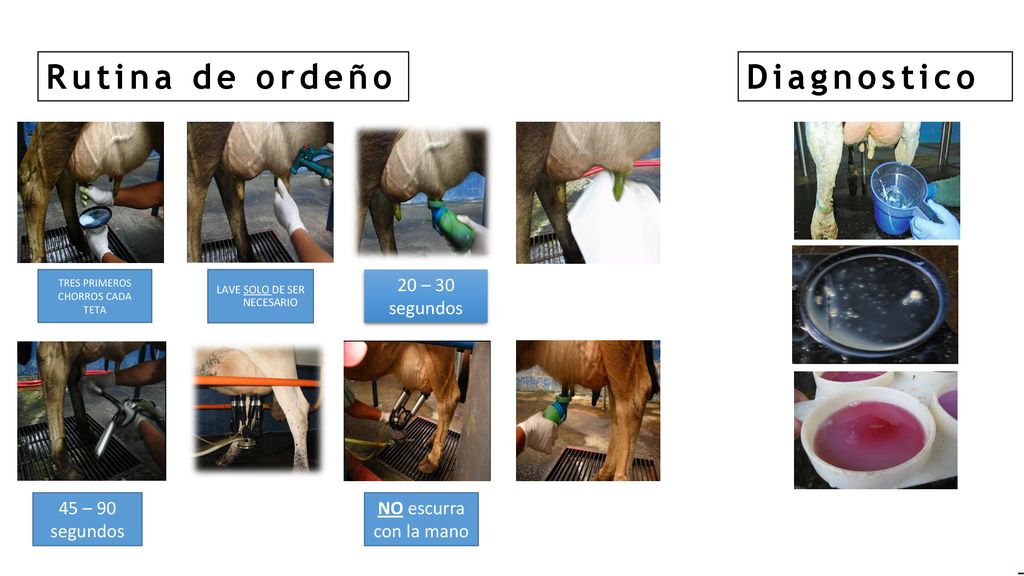 Rutina de ordeño Diagnostico 20 – 30 segundos 45 – 90 segundos