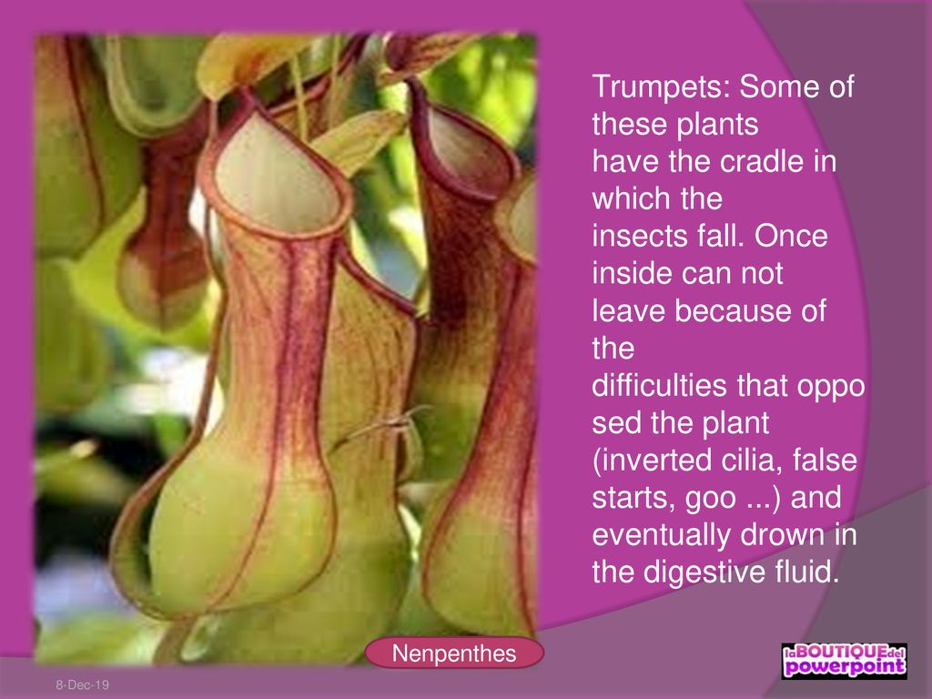 Trumpets: Some of these plants have the cradle in which the insects fall. Once inside can not leave because of the difficulties that opposed the plant (inverted cilia, false starts, goo ...) and eventually drown in the digestive fluid.