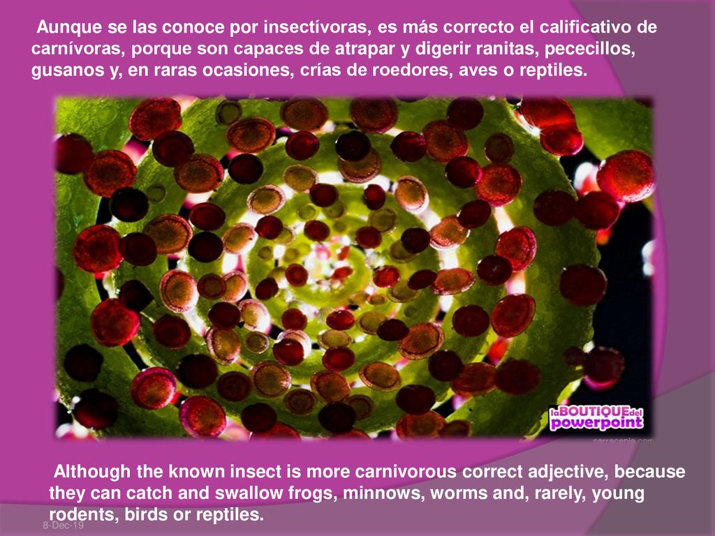 Aunque se las conoce por insectívoras, es más correcto el calificativo de carnívoras, porque son capaces de atrapar y digerir ranitas, pececillos, gusanos y, en raras ocasiones, crías de roedores, aves o reptiles.