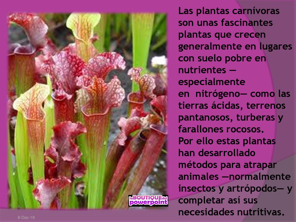 Las plantas carnívoras son unas fascinantes plantas que crecen generalmente en lugares con suelo pobre en nutrientes —especialmente en nitrógeno— como las tierras ácidas, terrenos pantanosos, turberas y farallones rocosos.