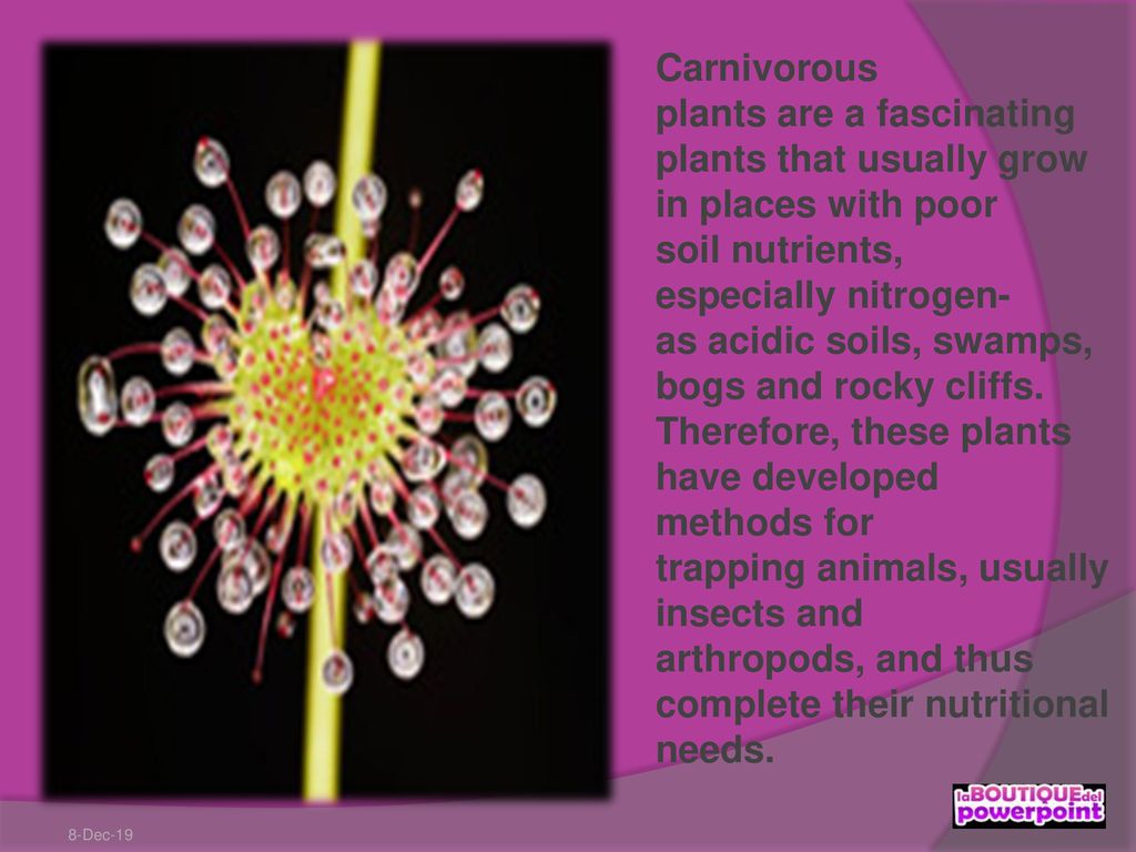 Carnivorous plants are a fascinating plants that usually grow in places with poor soil nutrients, especially nitrogen-as acidic soils, swamps, bogs and rocky cliffs. Therefore, these plants have developed methods for trapping animals, usually insects and arthropods, and thus complete their nutritional needs.