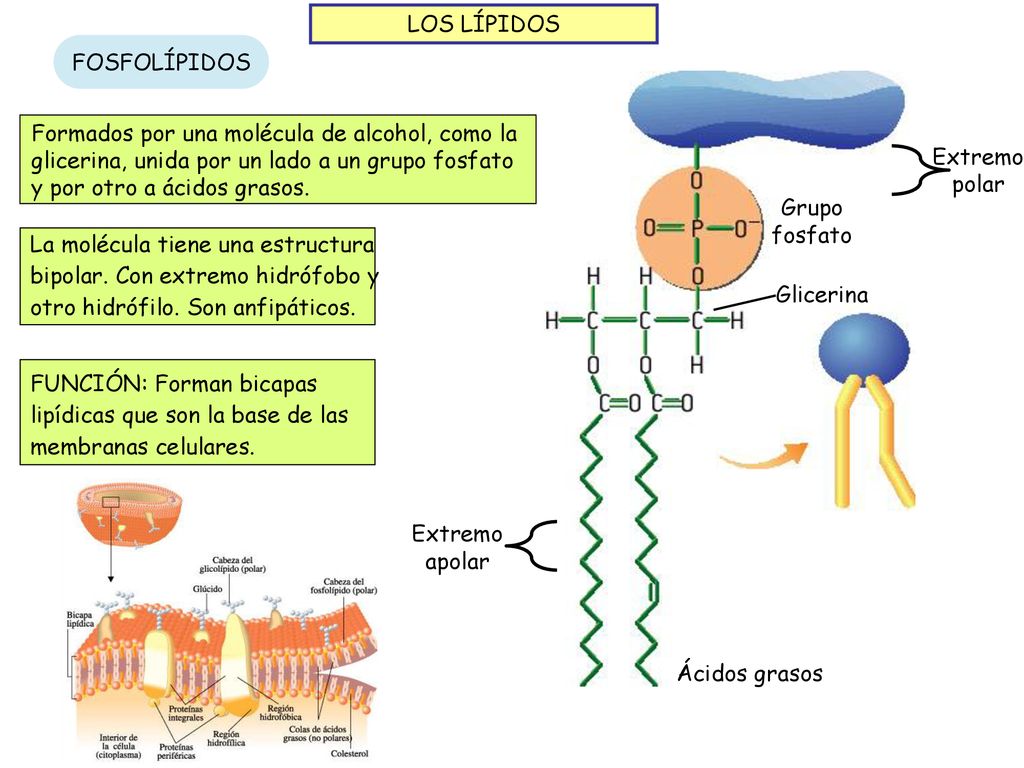 LOS LÍPIDOS FOSFOLÍPIDOS. Formados por una molécula de alcohol, como la glicerina, unida por un lado a un grupo fosfato y por otro a ácidos grasos.