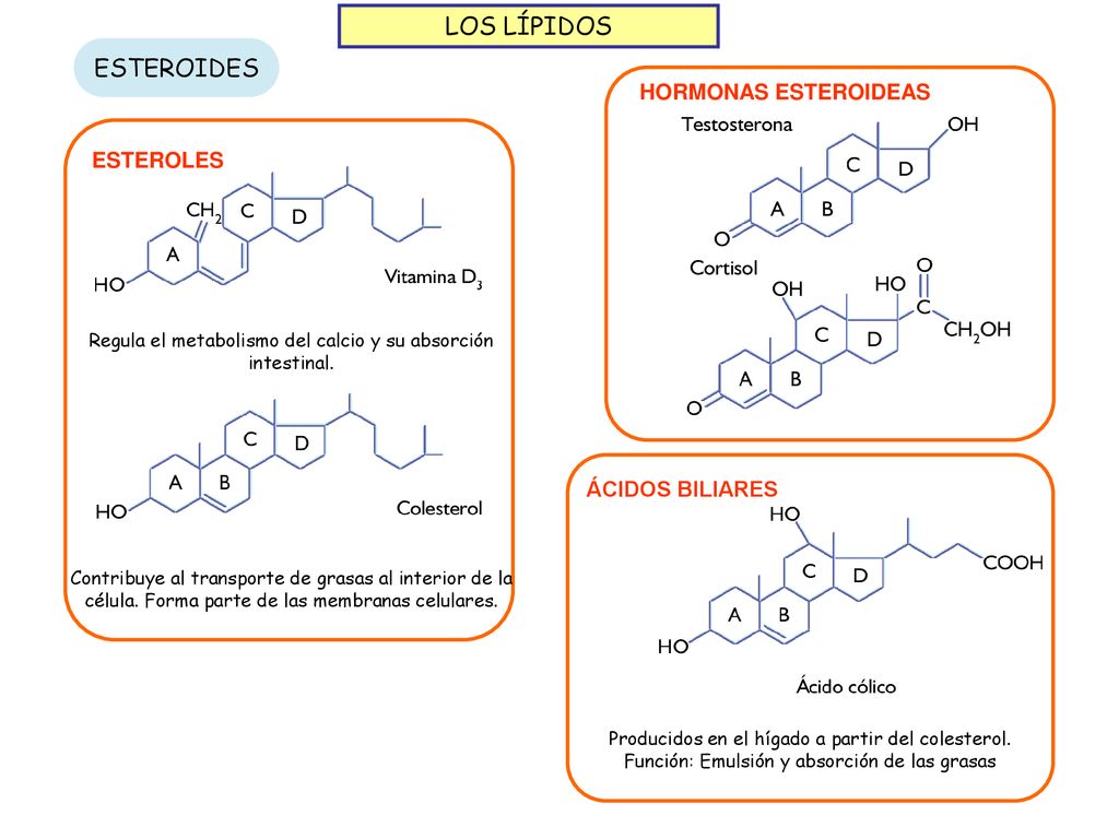 Regula el metabolismo del calcio y su absorción intestinal.