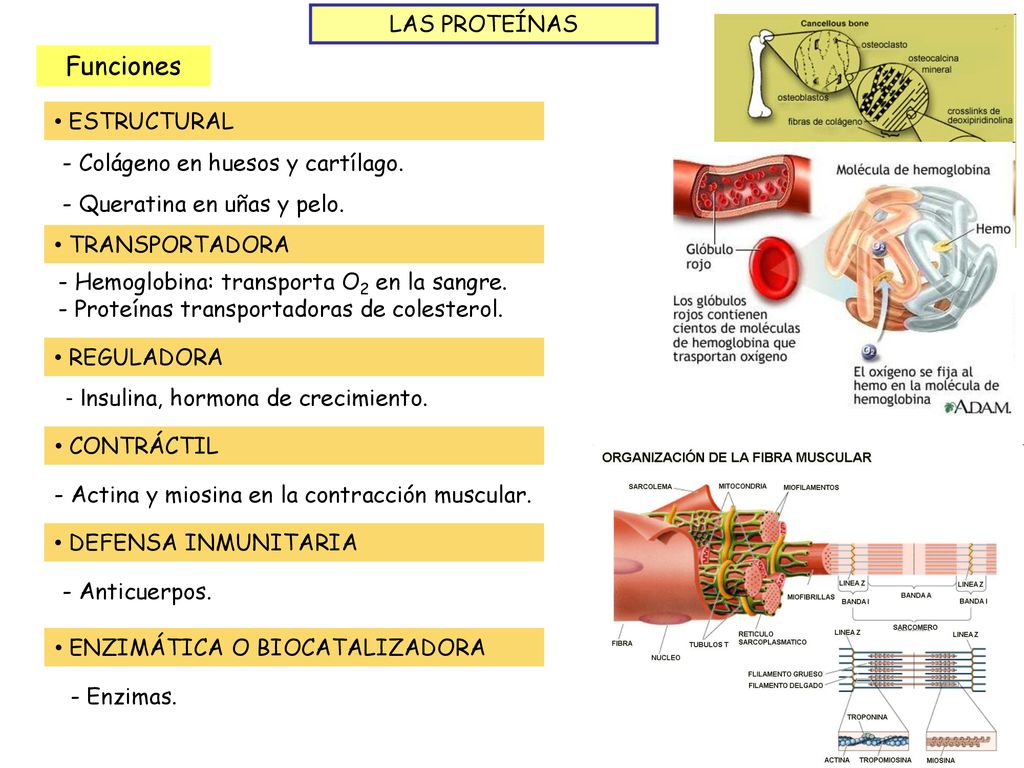 Funciones LAS PROTEÍNAS ESTRUCTURAL - Colágeno en huesos y cartílago.
