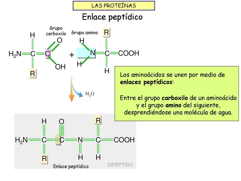 + Enlace peptídico R H COOH N C C H R H2N OH O H R C H2N O COOH N H2O