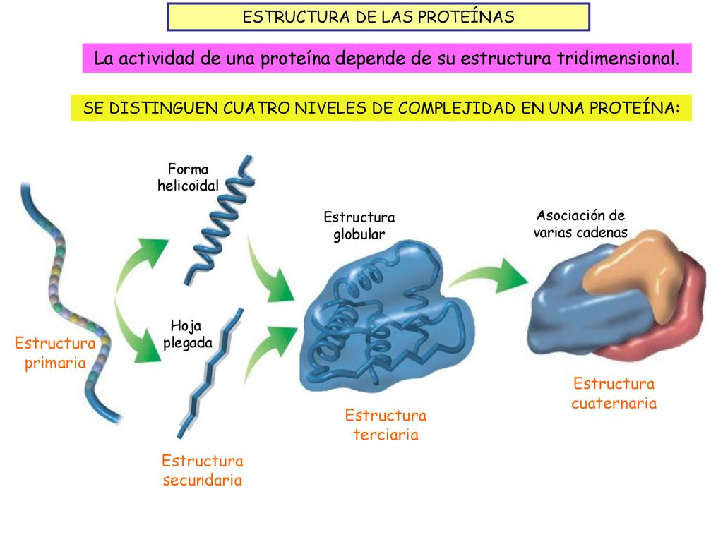 La actividad de una proteína depende de su estructura tridimensional.