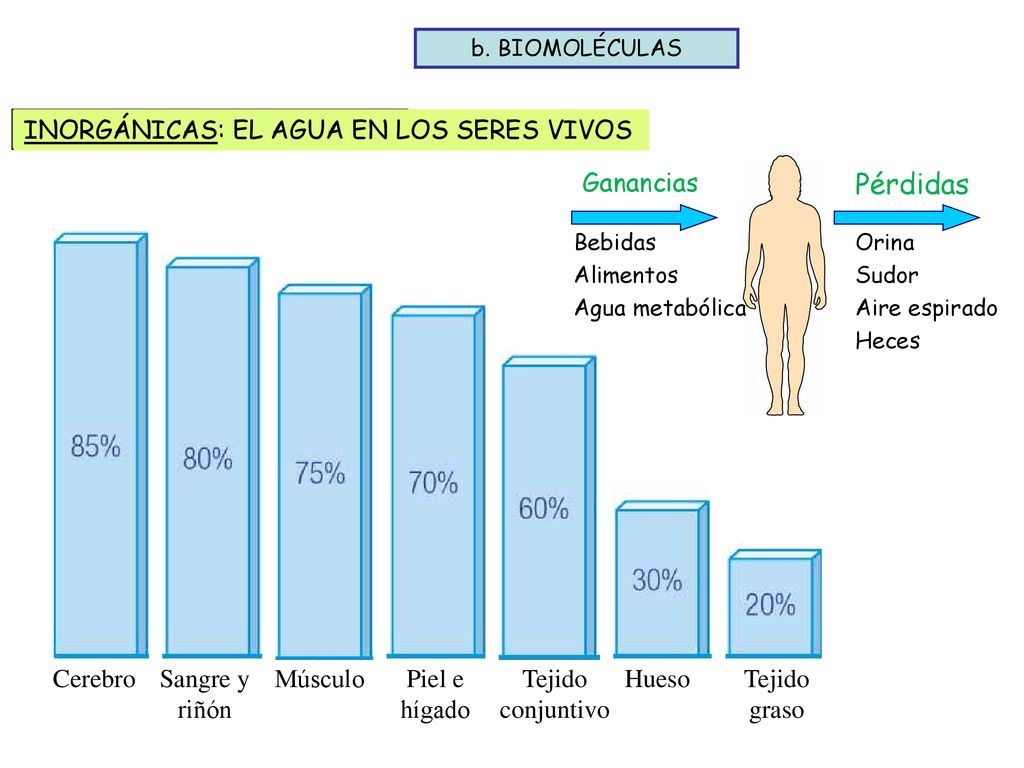 Pérdidas INORGÁNICAS: EL AGUA EN LOS SERES VIVOS Ganancias Cerebro