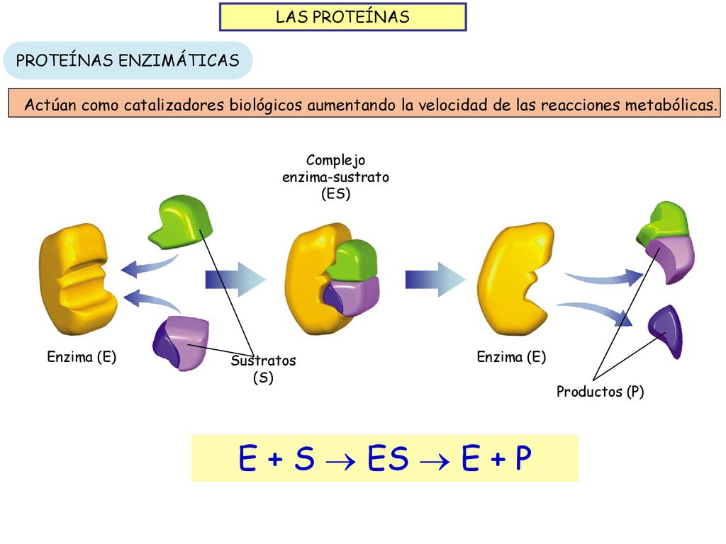 E + S  ES  E + P LAS PROTEÍNAS PROTEÍNAS ENZIMÁTICAS