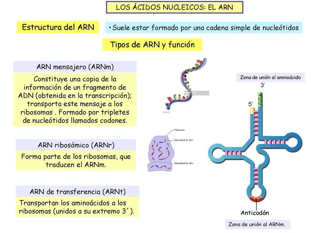 Estructura del ARN Tipos de ARN y función LOS ÁCIDOS NUCLEICOS: EL ARN