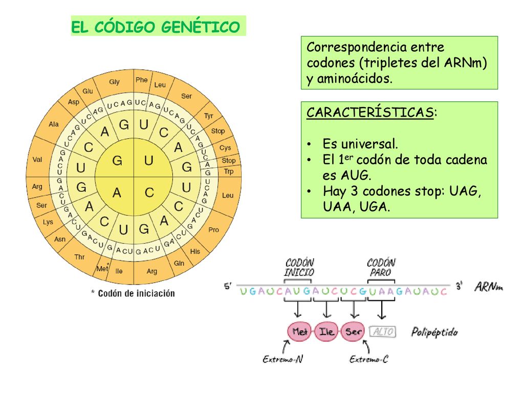 EL CÓDIGO GENÉTICO Correspondencia entre codones (tripletes del ARNm) y aminoácidos. CARACTERÍSTICAS:
