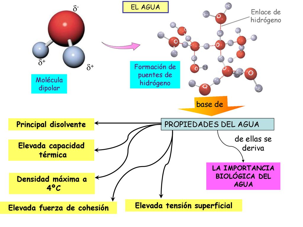 - + + base de Principal disolvente PROPIEDADES DEL AGUA