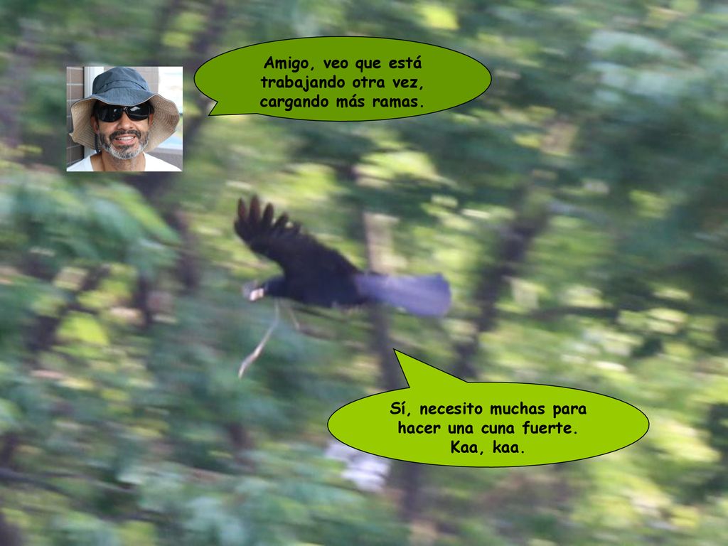 Amigo, veo que está trabajando otra vez, cargando más ramas.