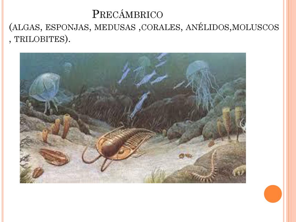 Precámbrico (algas, esponjas, medusas ,corales, anélidos,moluscos , trilobites).