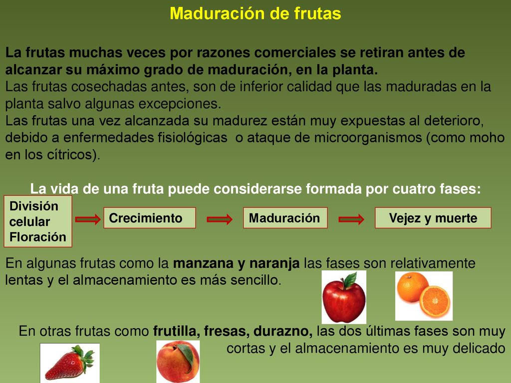 La vida de una fruta puede considerarse formada por cuatro fases: