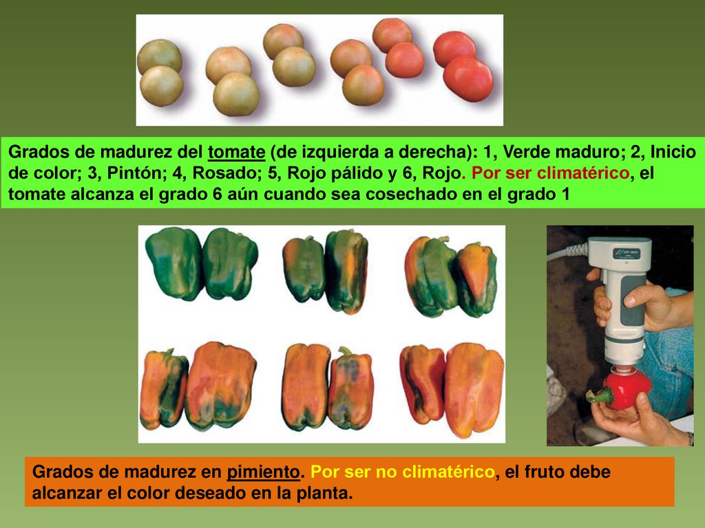 Grados de madurez del tomate (de izquierda a derecha): 1, Verde maduro; 2, Inicio de color; 3, Pintón; 4, Rosado; 5, Rojo pálido y 6, Rojo. Por ser climatérico, el tomate alcanza el grado 6 aún cuando sea cosechado en el grado 1