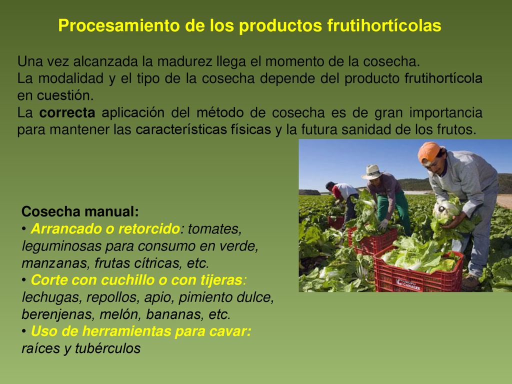 Procesamiento de los productos frutihortícolas