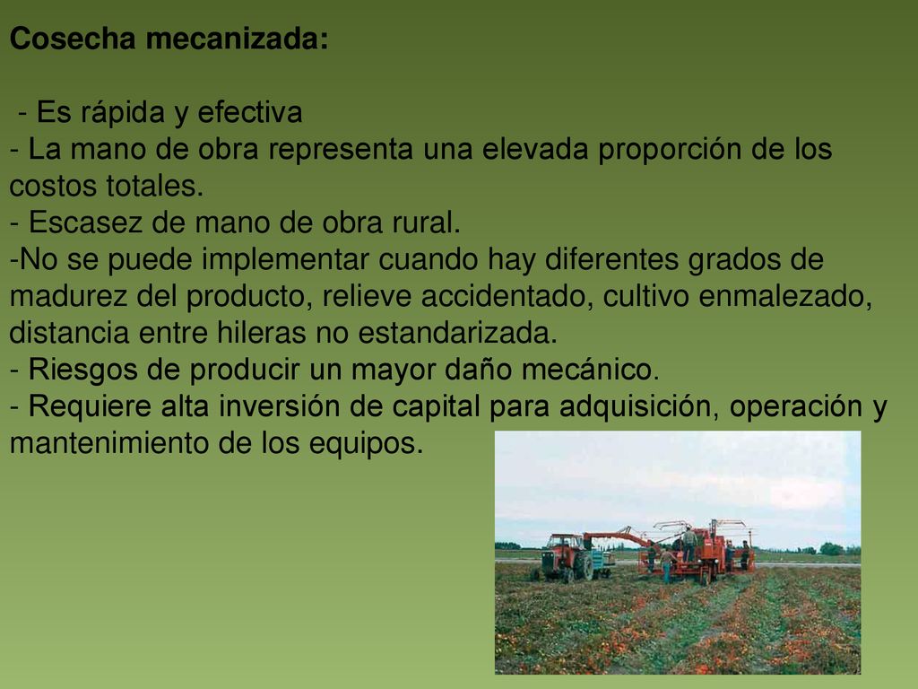 Cosecha mecanizada: - Es rápida y efectiva. - La mano de obra representa una elevada proporción de los costos totales.