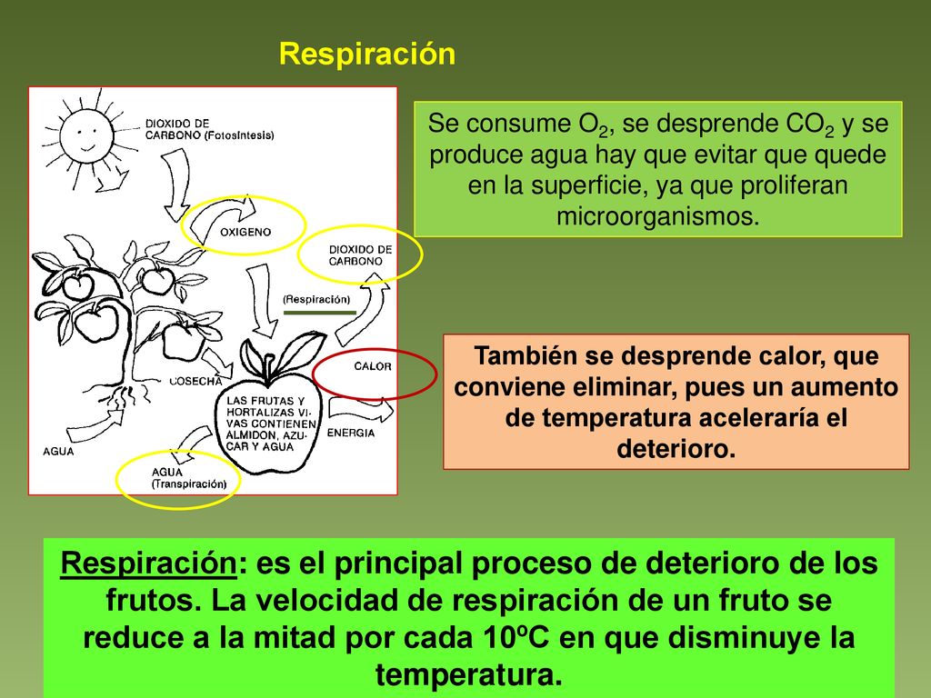Respiración Se consume O2, se desprende CO2 y se produce agua hay que evitar que quede en la superficie, ya que proliferan microorganismos.