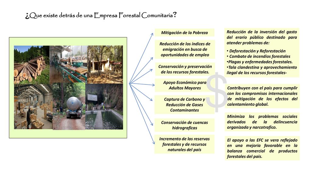 $ ¿Que existe atrás de una Empresa Forestal Comunitaria